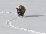 Bison Tracks by Jane Lee