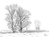 Jane Lee Frosted Trees HC