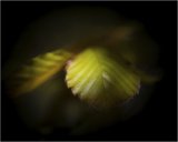 Beech by Jeremy Lee-Potter
