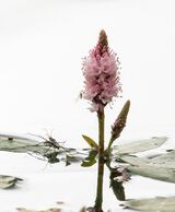 June afternoon by Annette Beardsley Commended Section A