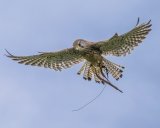 Kestrel by Jeremy Lee-Potter