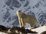 King of the Arctic by Stephen Lee