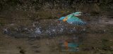 Kingfisher on the Stour by Martin Davenport