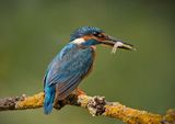 Kingfisher with fish by Ivor Toms Highly Commended Section A
