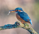 Kingfisher with fish by Jenny Warr Highly Commended Section B
