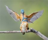 Kingfishers Mating by Tim Downton Commended Section A