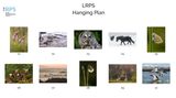 LRPS Hanging Plan by Annette Beardsley