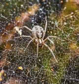 Labyrinth Spider by Jeremy Lee-Potter