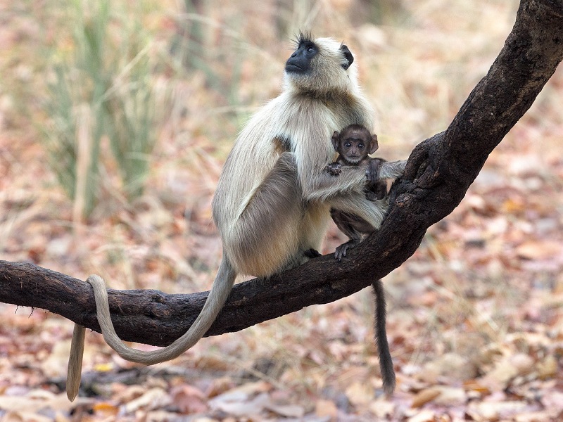 Langur Monkey with Infant by Bob Davies