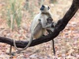 Langur Monkey with Infant by Bob Davies