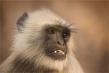 Langur monkey, Ranthambhore by Glynn Grylls Highly Commended Section A