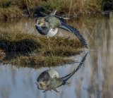 Lapwing by Steve Davenport