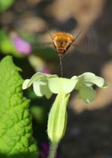 Large Bee Fly Bombylius major by David McKinna