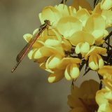 Large Red Damselfly on Gorse by Jeremy Lee-Potter