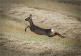 Leapinhg Roe Doe by Peter Downton First Club Section