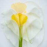 Lily with Welsh Poppy by Susan Hendrick Highly Commended