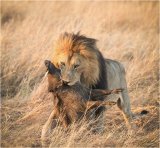 Lion with Warthog by Paul Barrow