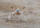 Dancing White Lady Spider by Lisa Bukalders