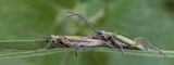 Little Beetles by Tim Downton Third Advanced Section