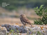 Little Owl Sandholes Quarry by Penny Piddock