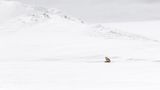 Lone Red Fox by Stephen Lee