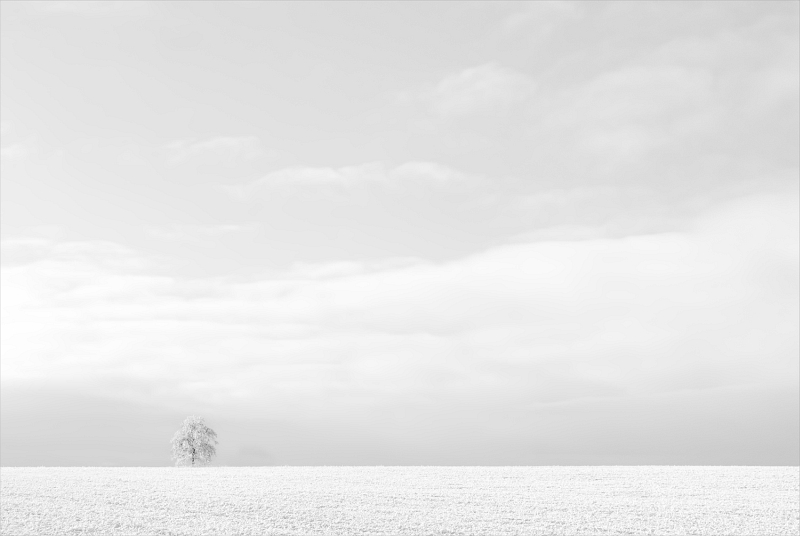 Lone Tree in Winter by Dee Wareham