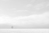 Lone Tree in Winter by Dee Wareham