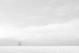 Lone Tree in Winter by Dee Wareham