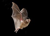 Long tongue bat by David Cantrille