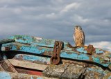 Looking for Lunch by Jan Goodridge