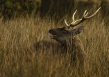 Making a Challenge by David McKinna