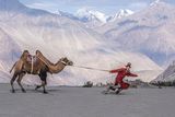 Man and His Camel Ladakh by Jane Tearle