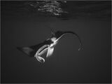 Manta Ray Turning by Spike Piddock Highly Commended Section A