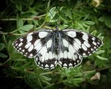 Marbled White on Potentilla by Jeremy Lee-Potter Commended Section B