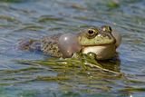 Marsh Frogs - Courting. by Iain Cameron Highly Commended Section A