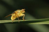 Dung Fly by Martin Davenport