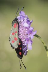 Mating 6-spot Burnet Moth by Frank Schweitzer