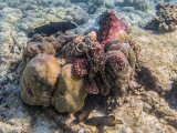 Mating Octopuses and Reef Fish by Penny Piddock