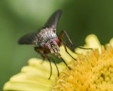 Meadow Fly by Steve Davenport - HC Section B