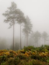 Misty trees by Jez Cunningham
