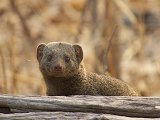 Mongoose by Lookout Paul Wiley