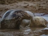 Mother Love by Phil Whiffing Highly Commended Club Section