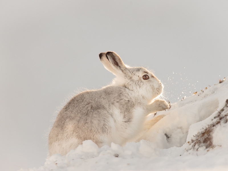 Mountain Hare - Scraping the Snow Away by Iain Friend