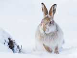 Mountain Hare Foraging by Iain Friend