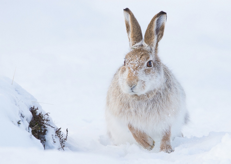Mountain Hare Foraging for Food by Iain Friend
