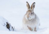 Mountain Hare Foraging for Food by Iain Friend