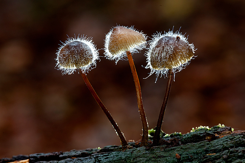 Mycena Backlit by David Cantrille