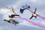 Nature's Red Arrows by Tim Downton