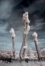 New Shoots: Tony Gill