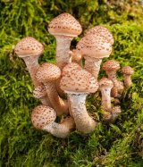 Newly Emerged Shaggy Pholiota by Malcolm Kitto